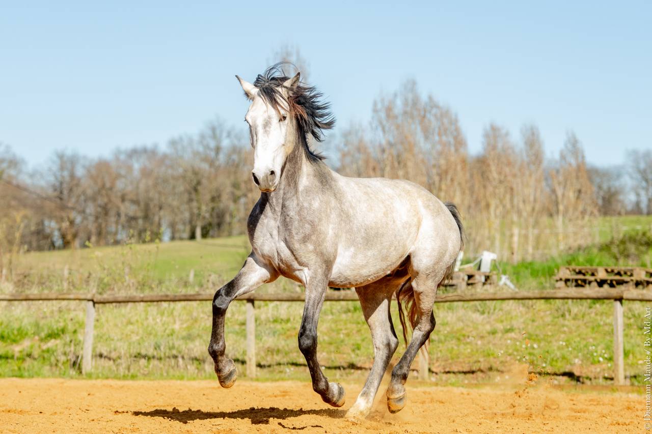 Ruin Lusitano Te koop 2021 Schimmel