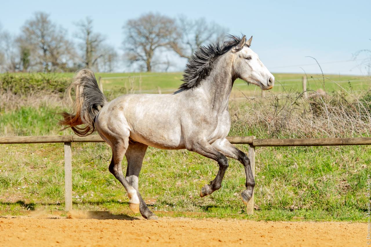 Ruin Lusitano Te koop 2021 Schimmel