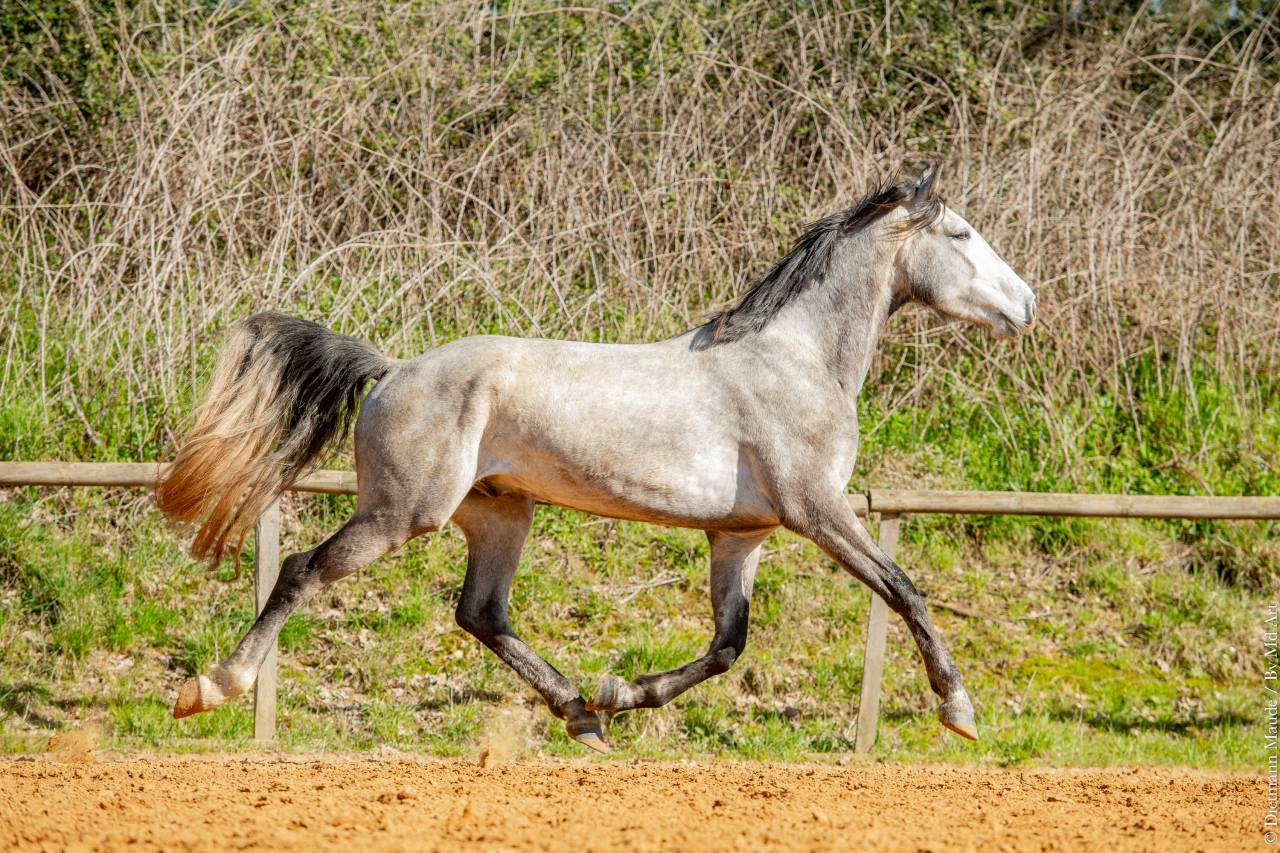 Ruin Lusitano Te koop 2021 Schimmel