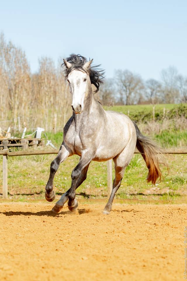 Ruin Lusitano Te koop 2021 Schimmel