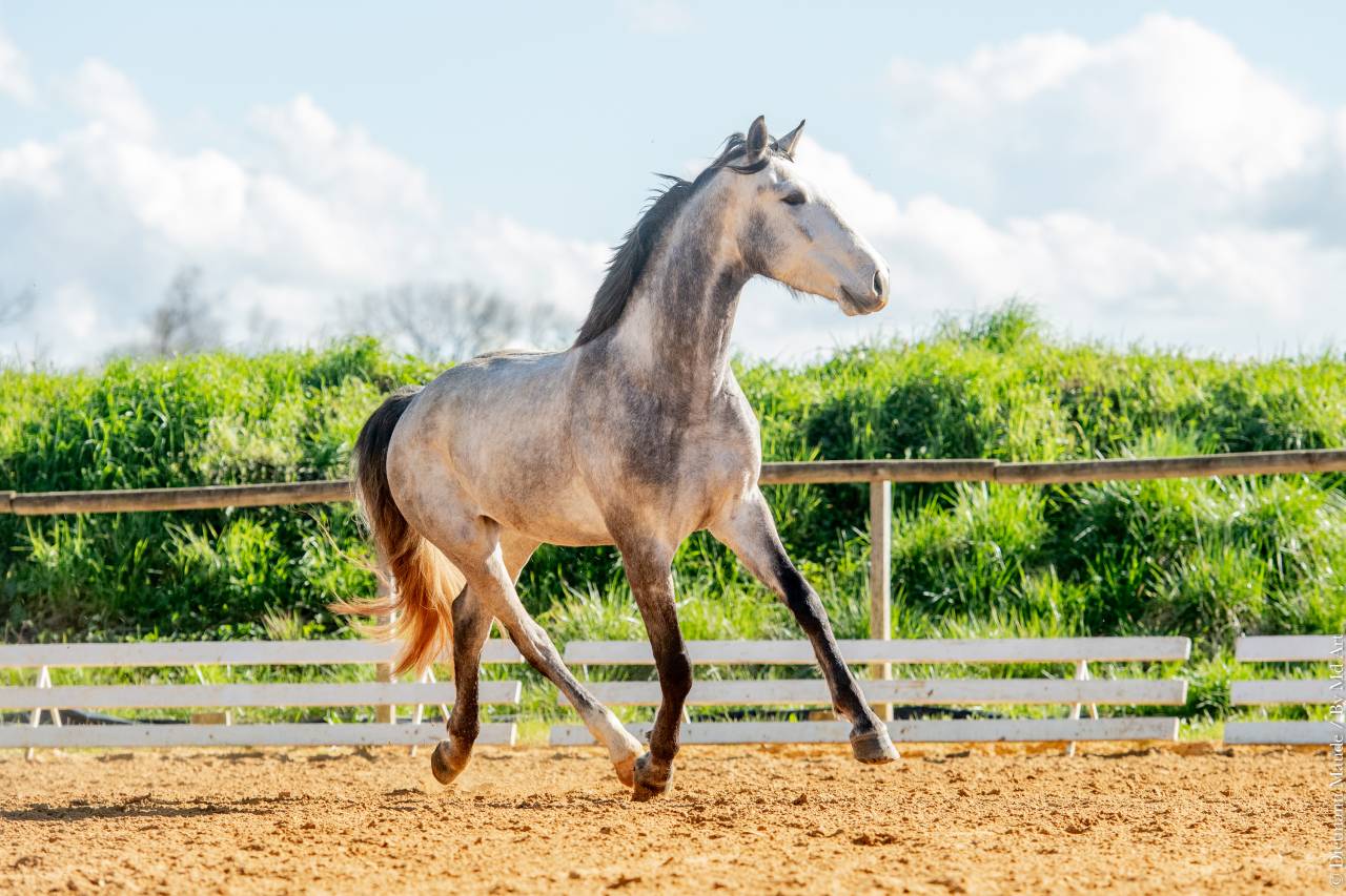 Ruin Lusitano Te koop 2021 Schimmel