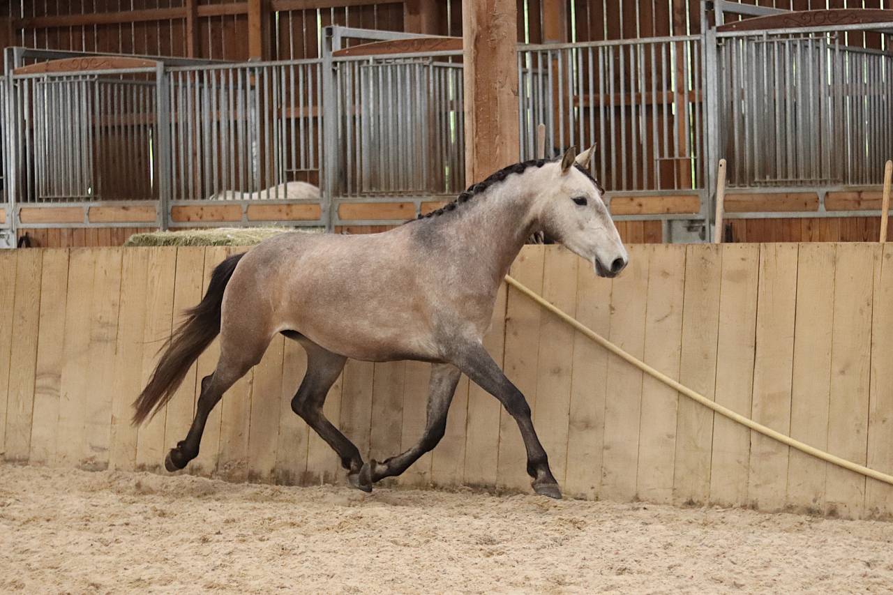 Merrie Lusitano Te koop 2022 Schimmel ,  MAGISTRAL DE LA COMBE
