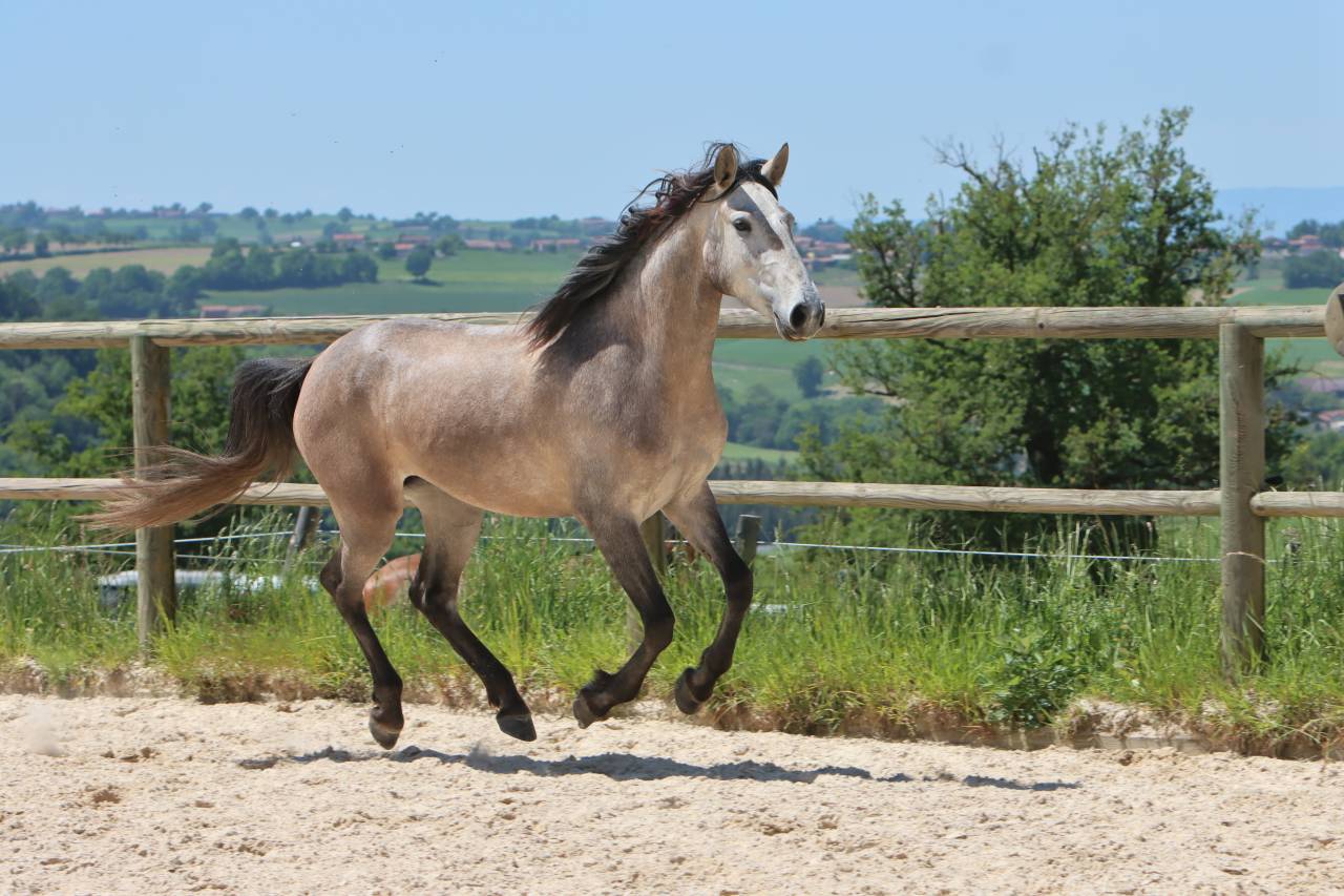 Merrie Lusitano Te koop 2022 Schimmel ,  MAGISTRAL DE LA COMBE