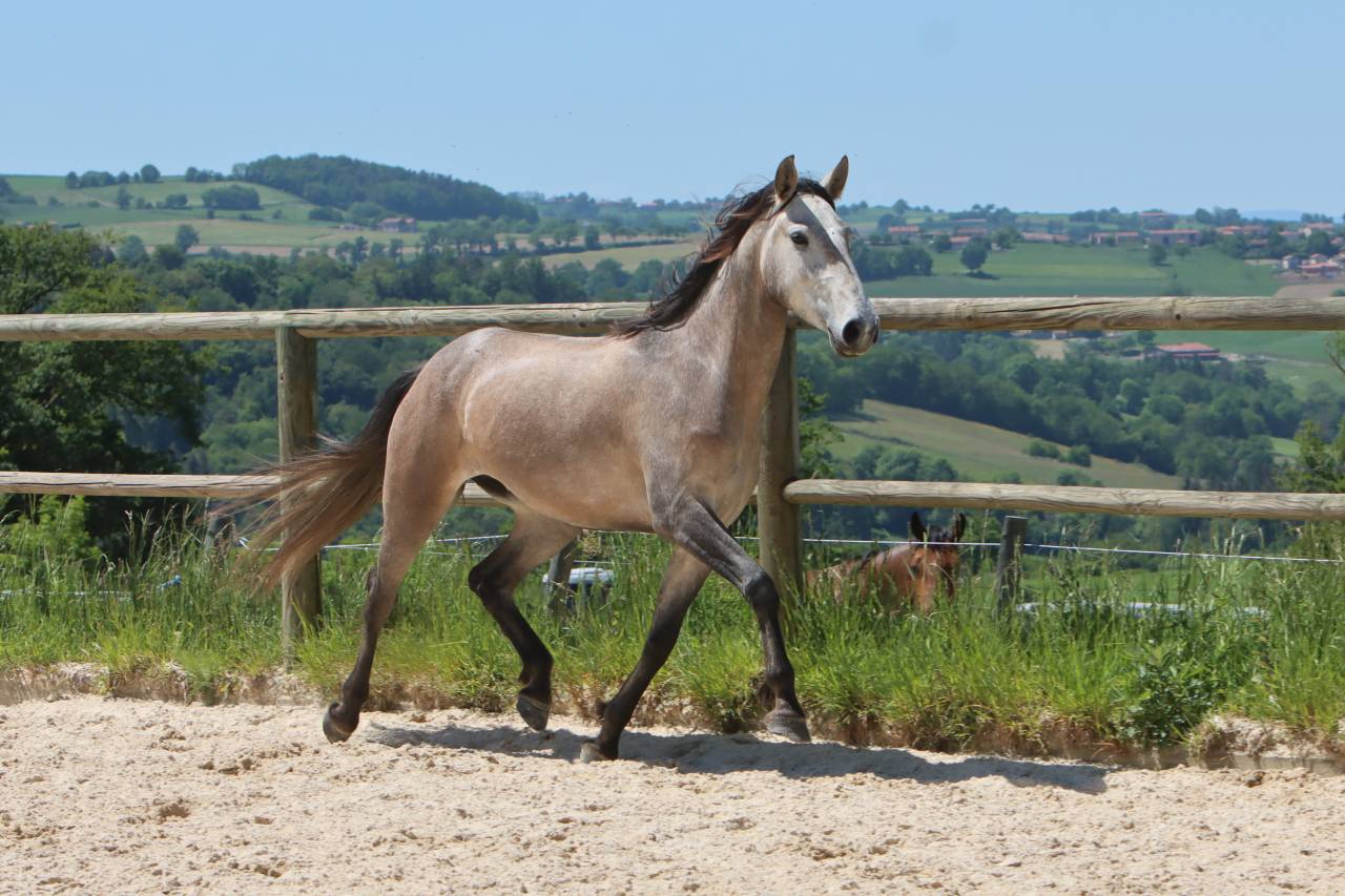 Merrie Lusitano Te koop 2022 Schimmel ,  MAGISTRAL DE LA COMBE