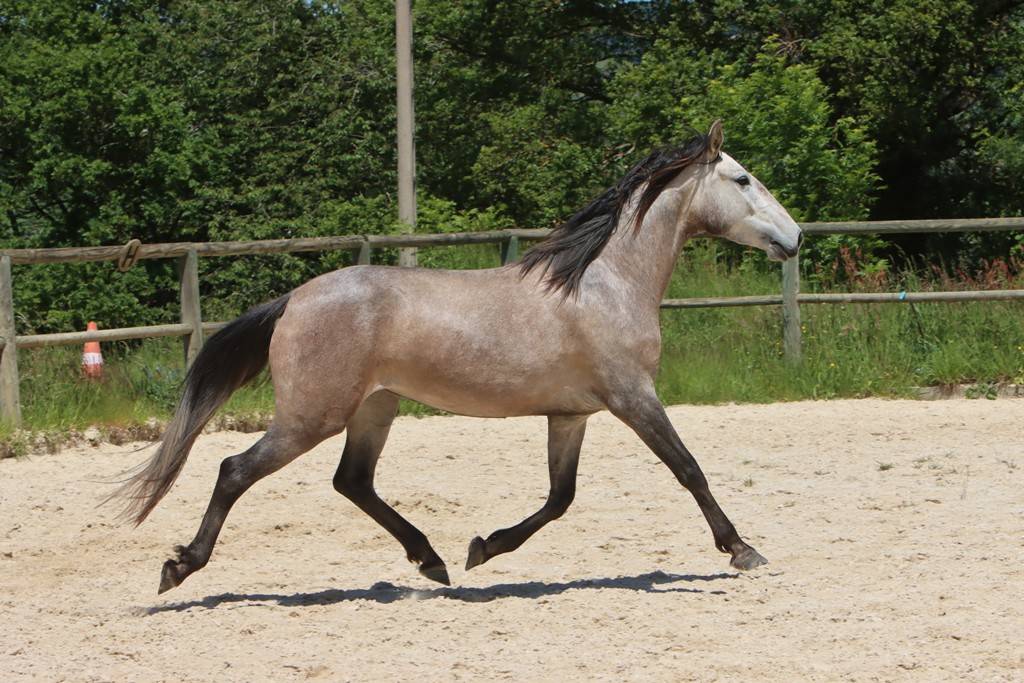 Merrie Lusitano Te koop 2022 Schimmel ,  MAGISTRAL DE LA COMBE