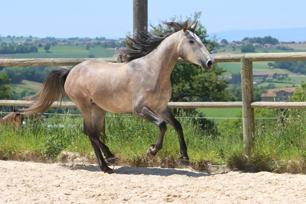 Merrie Lusitano Te koop 2022 Schimmel ,  MAGISTRAL DE LA COMBE