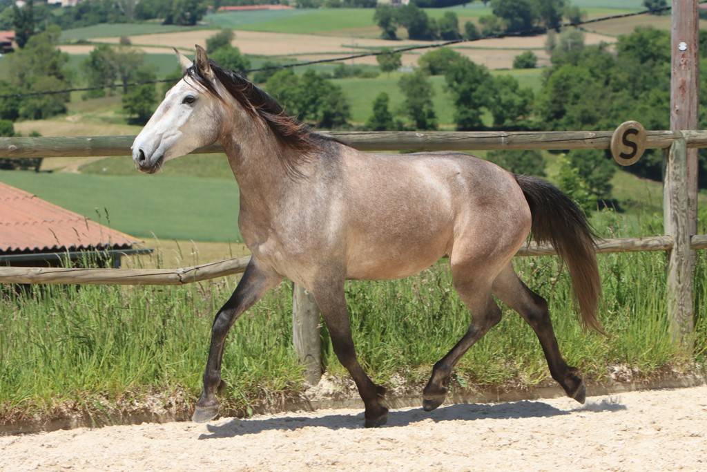 Merrie Lusitano Te koop 2022 Schimmel ,  MAGISTRAL DE LA COMBE