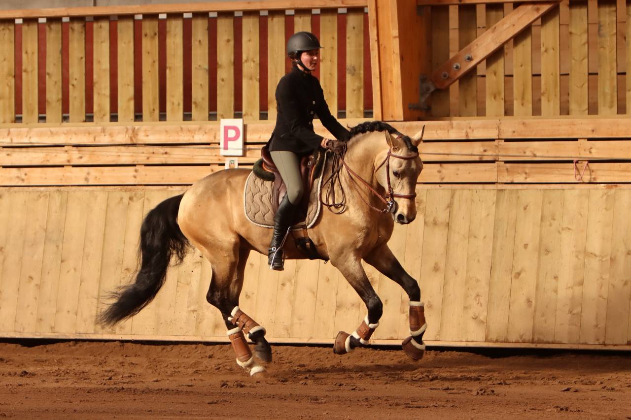 Merrie Lusitano Te koop 2022 Schimmel ,  MAGISTRAL DE LA COMBE