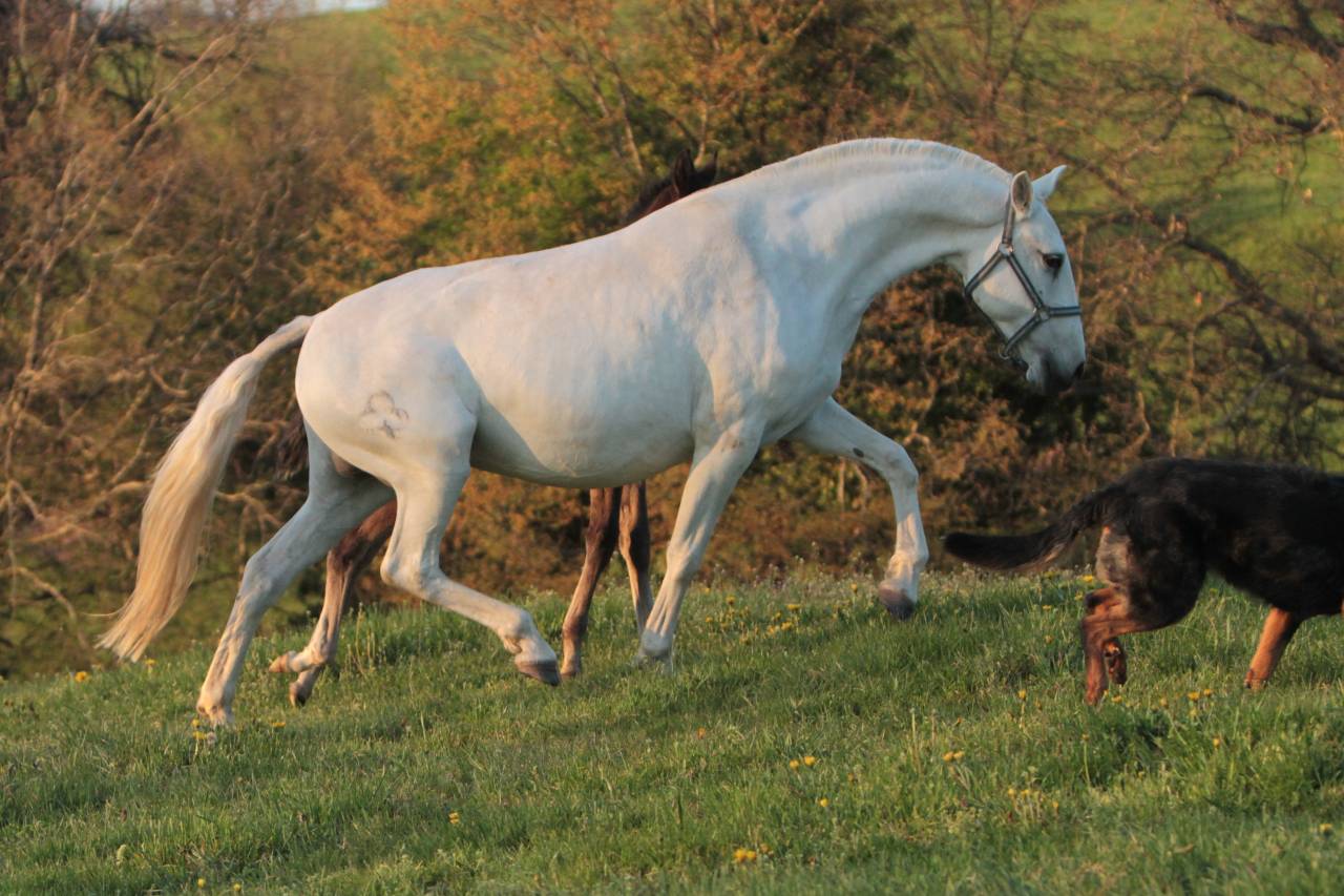Merrie Lusitano Te koop 2022 Schimmel ,  MAGISTRAL DE LA COMBE