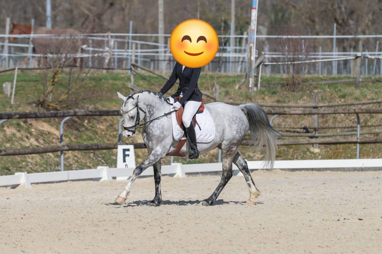 Ruin Franse rijpony PFS Te koop 2018 Schimmel ,  Up Market