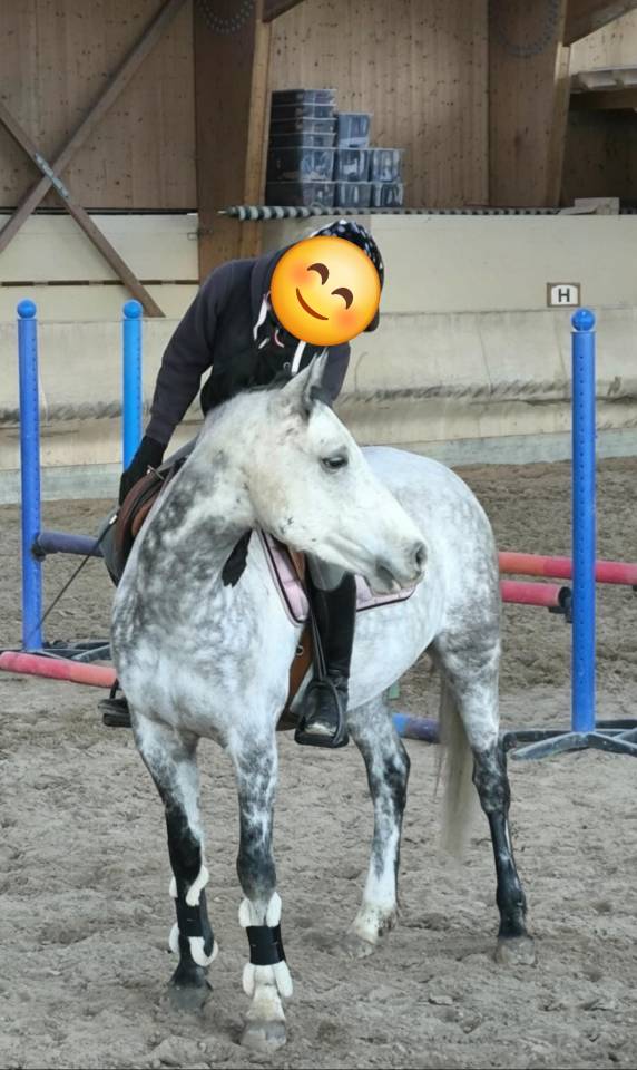 Ruin Franse rijpony PFS Te koop 2018 Schimmel ,  Up Market