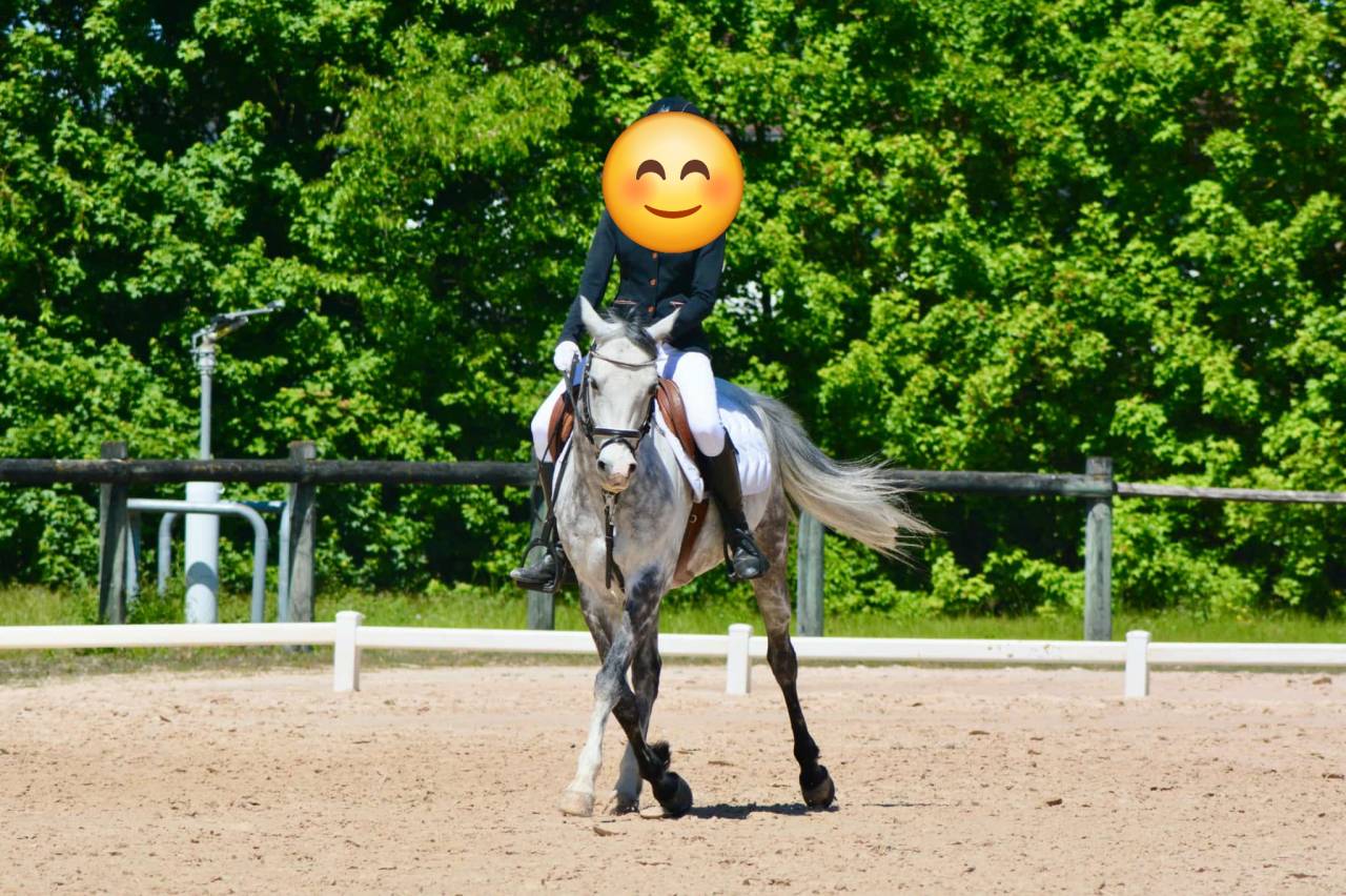 Ruin Franse rijpony PFS Te koop 2018 Schimmel ,  Up Market