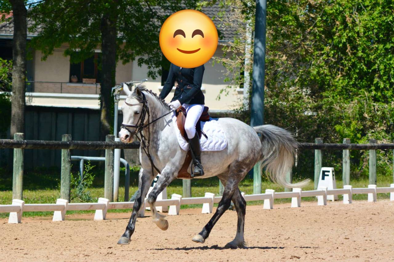 Ruin Franse rijpony PFS Te koop 2018 Schimmel ,  Up Market