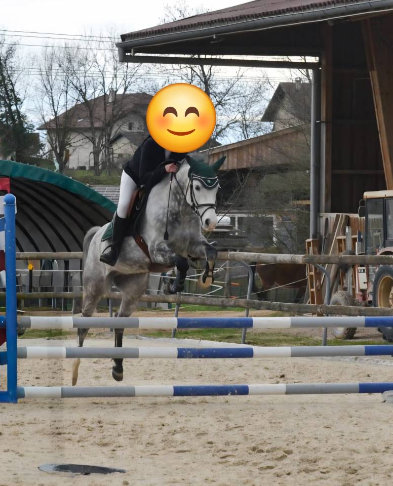 Ruin Franse rijpony PFS Te koop 2018 Schimmel ,  Up Market