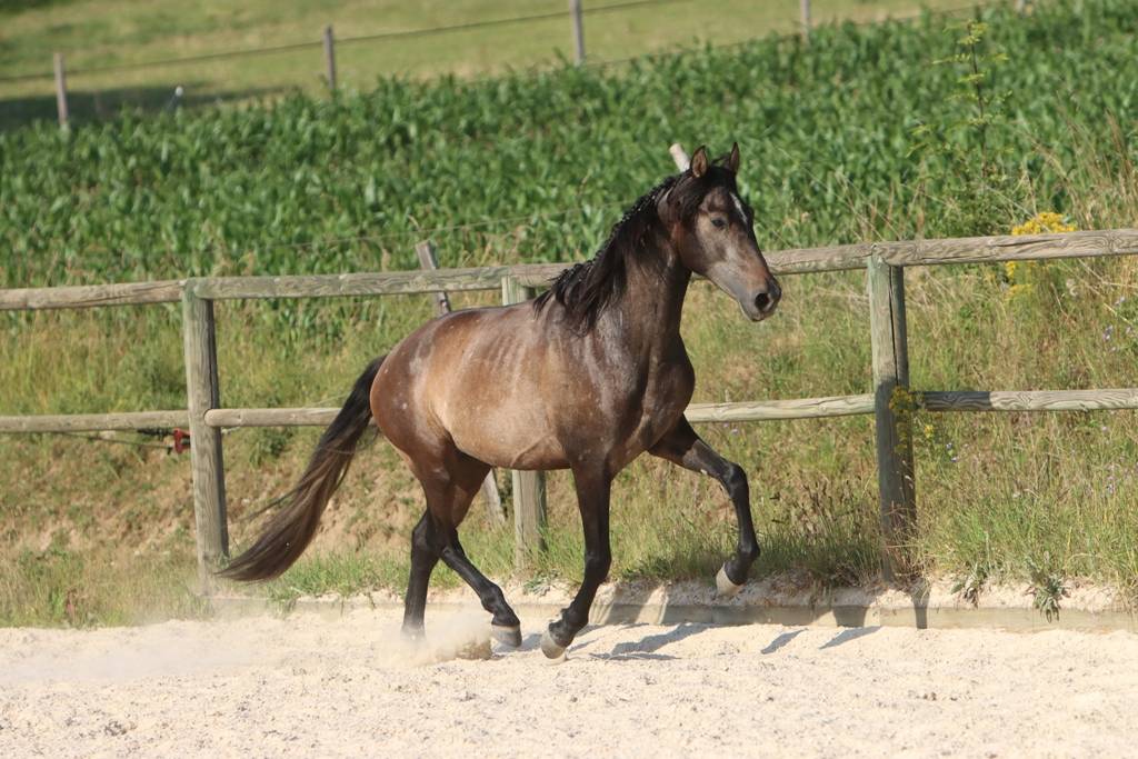Hengst PRE Puur Ras Spaans Te koop 2023 Schimmel ,  GUAPO DE LA COMBE