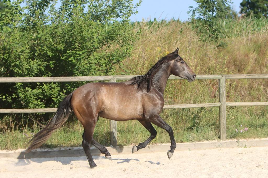 Hengst PRE Puur Ras Spaans Te koop 2023 Schimmel ,  GUAPO DE LA COMBE