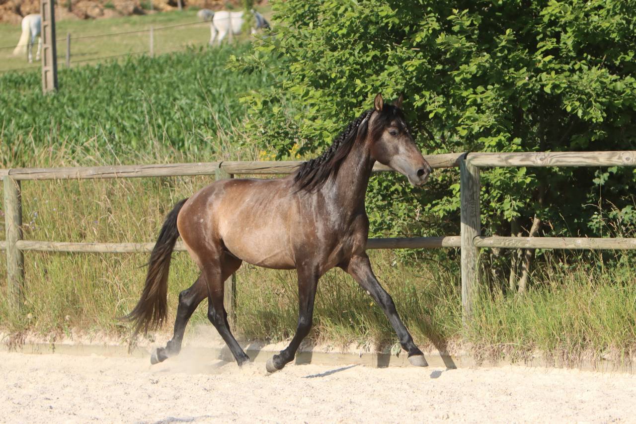 Hengst PRE Puur Ras Spaans Te koop 2023 Schimmel ,  GUAPO DE LA COMBE