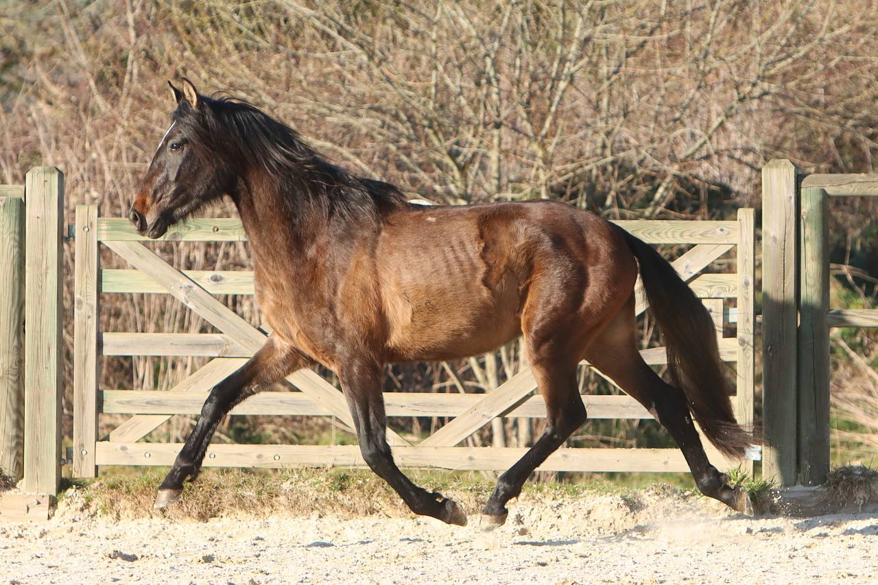 Hengst PRE Puur Ras Spaans Te koop 2023 Schimmel ,  GUAPO DE LA COMBE