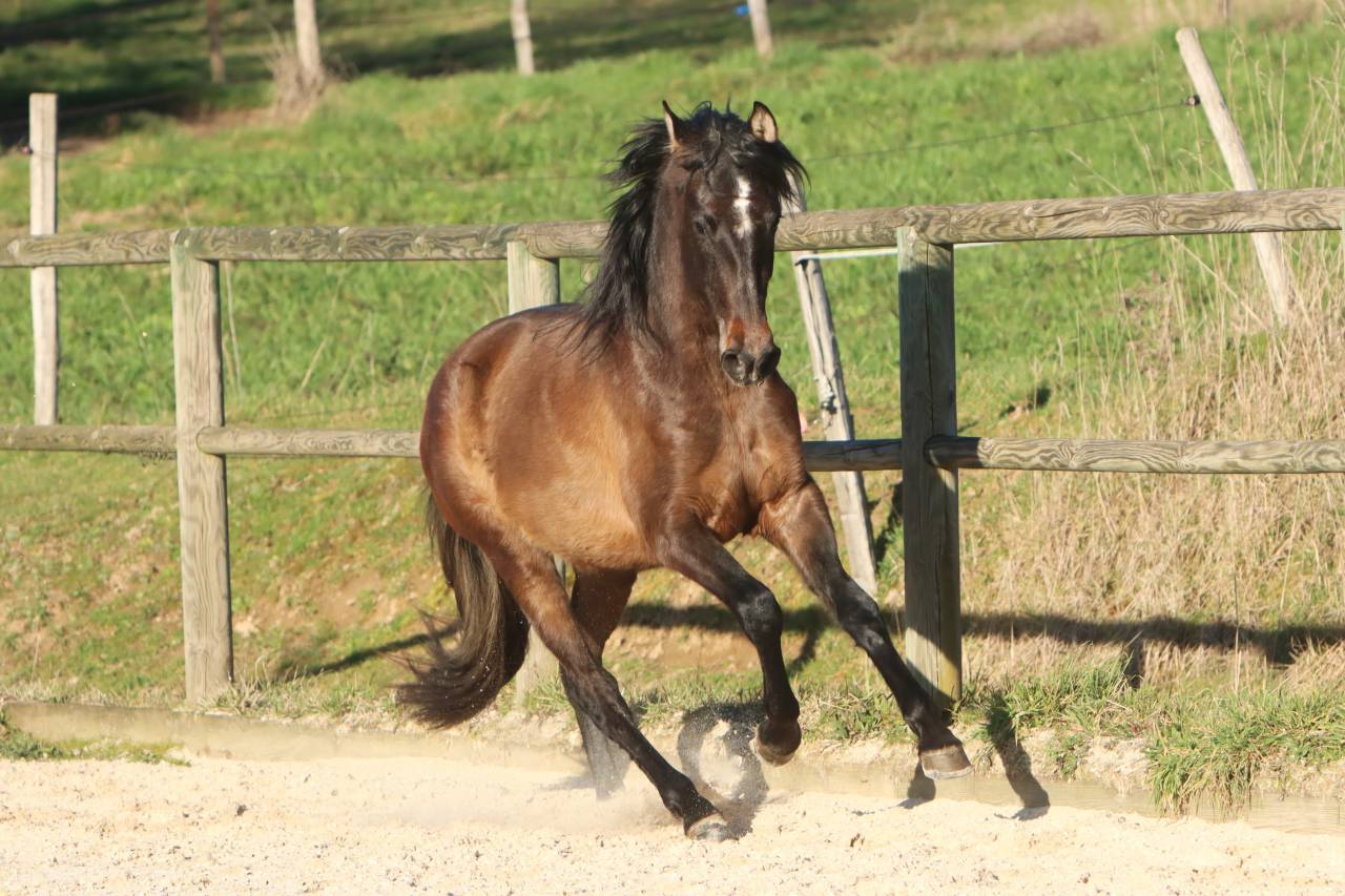 Hengst PRE Puur Ras Spaans Te koop 2023 Schimmel ,  GUAPO DE LA COMBE
