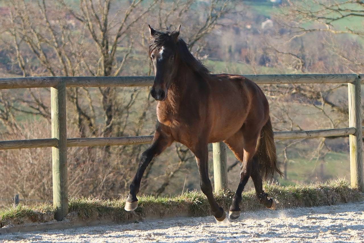 Hengst PRE Puur Ras Spaans Te koop 2023 Schimmel ,  GUAPO DE LA COMBE