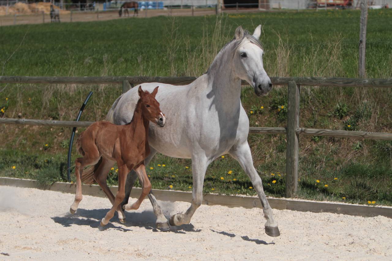 Hengst PRE Puur Ras Spaans Te koop 2023 Schimmel ,  GUAPO DE LA COMBE