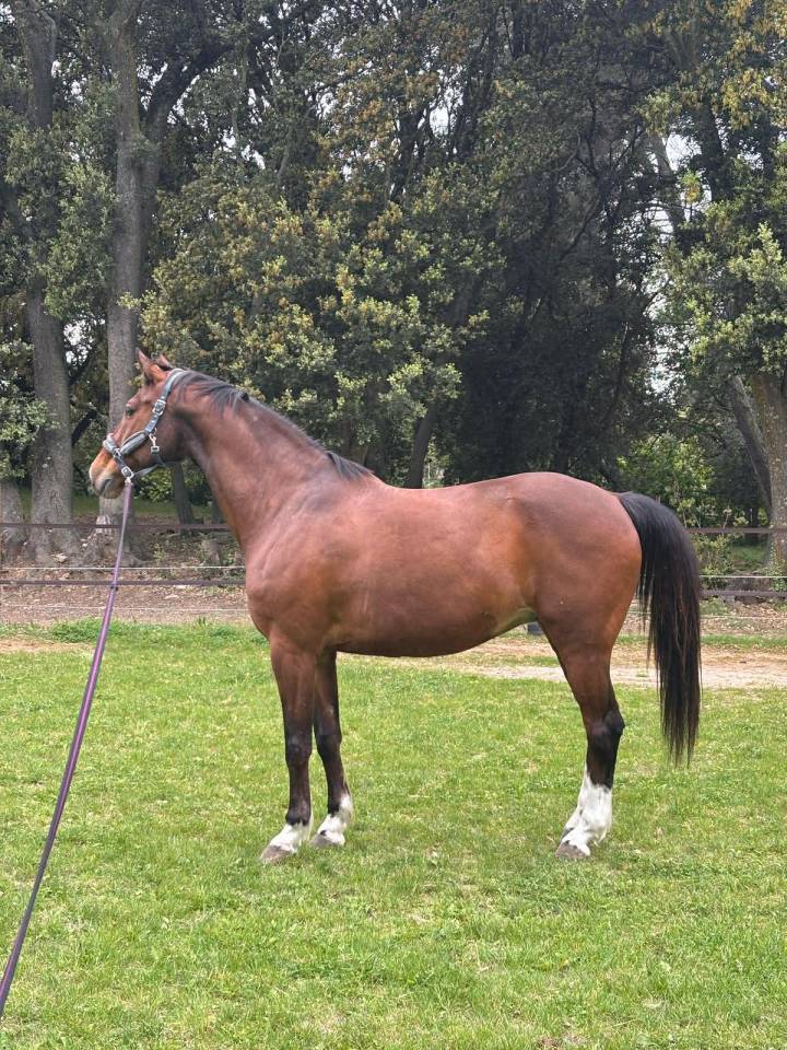 Ruin Bekend ras Te koop 2013 Donker bruin / bai