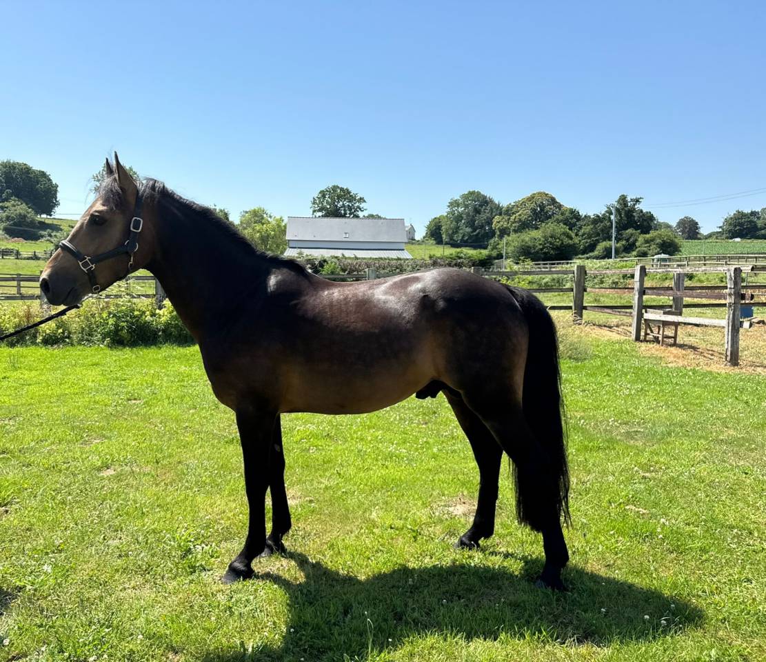 Dekhengst New Forest Te koop 2021 Isabel ,  SILVERLEA SIMPLY RED