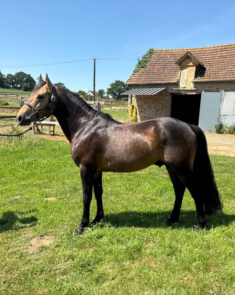 Dekhengst New Forest Te koop 2021 Isabel ,  SILVERLEA SIMPLY RED