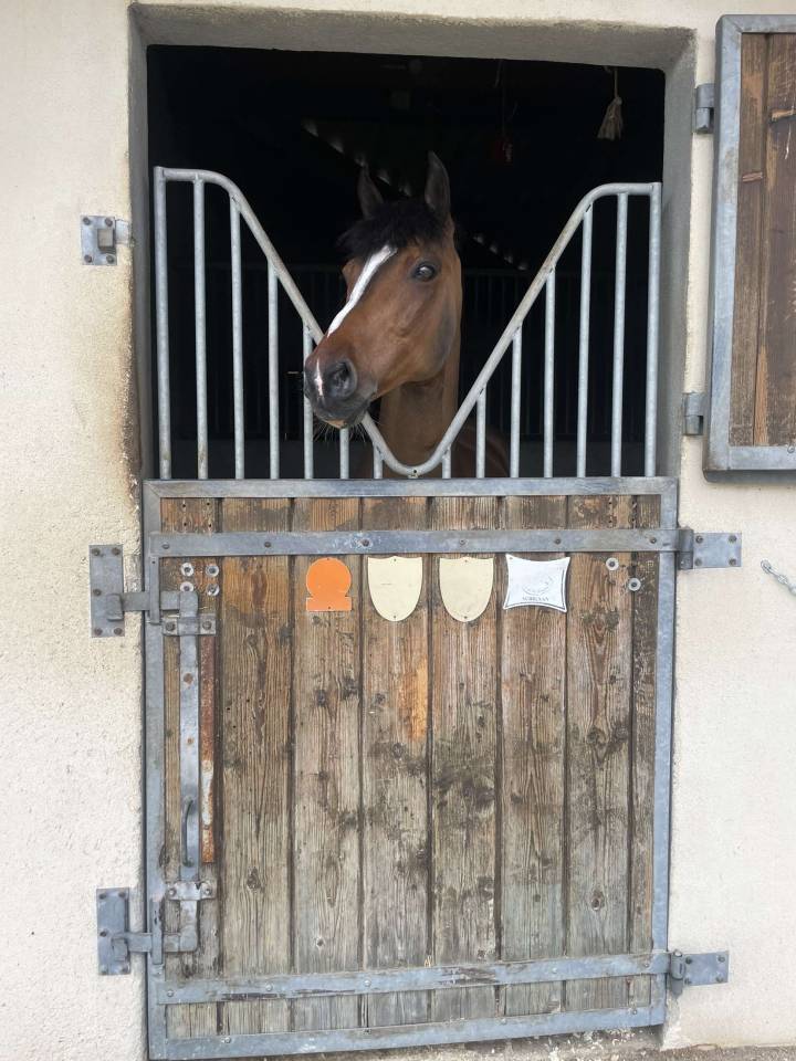 Ruin Engelse rijpony Te koop 2010 Donker bruin / bai