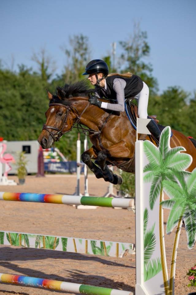 Merrie Franse rijpony PFS Te koop 2017 Donker bruin / bai