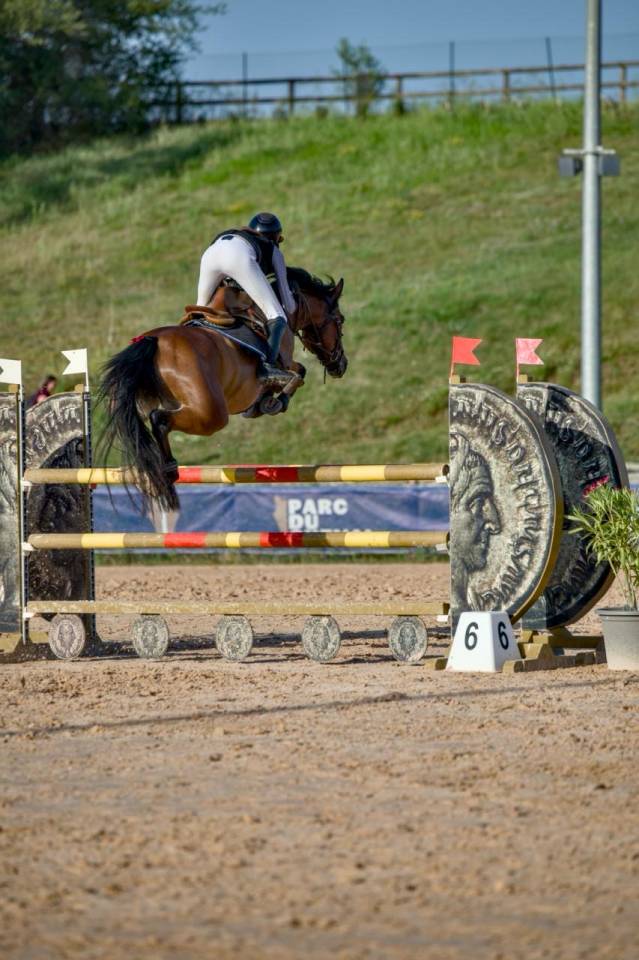 Merrie Franse rijpony PFS Te koop 2017 Donker bruin / bai