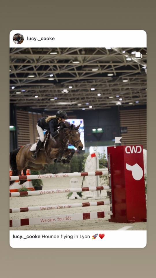 Merrie Franse rijpony PFS Te koop 2017 Donker bruin / bai