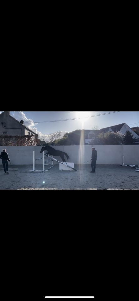 Ruin BWP Belgisch volbloed Te koop 2024 Donker bruin / bai ,  Forever d&rsquo;Arco Ter Linden