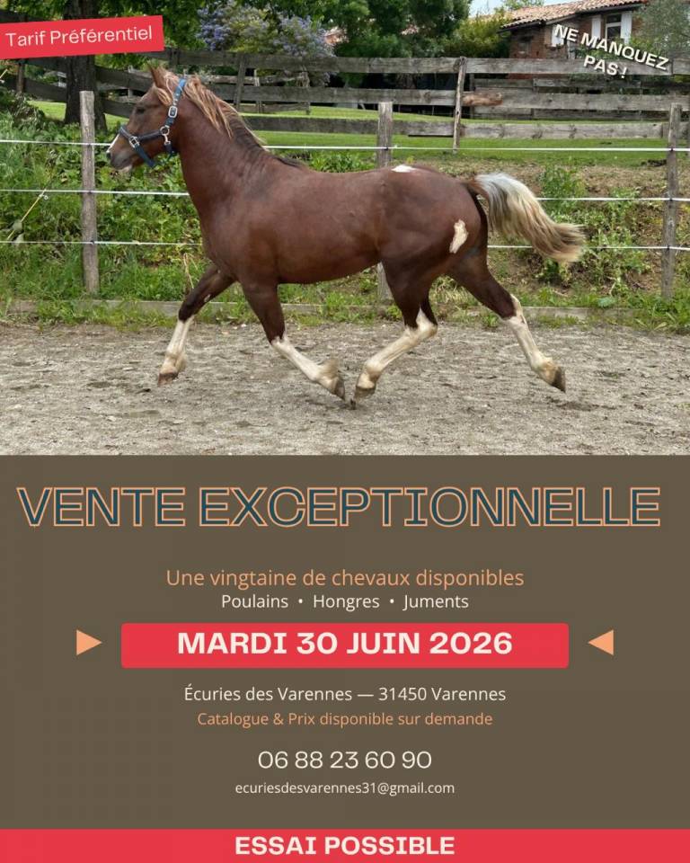 Merrie Cob Te koop 2020 Donker bruin / bai