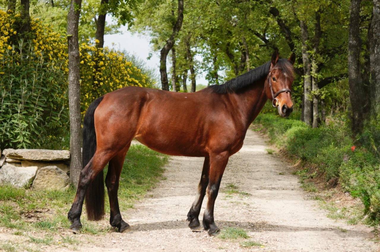Merrie Connemara Te koop 2016 Bruin / Bai