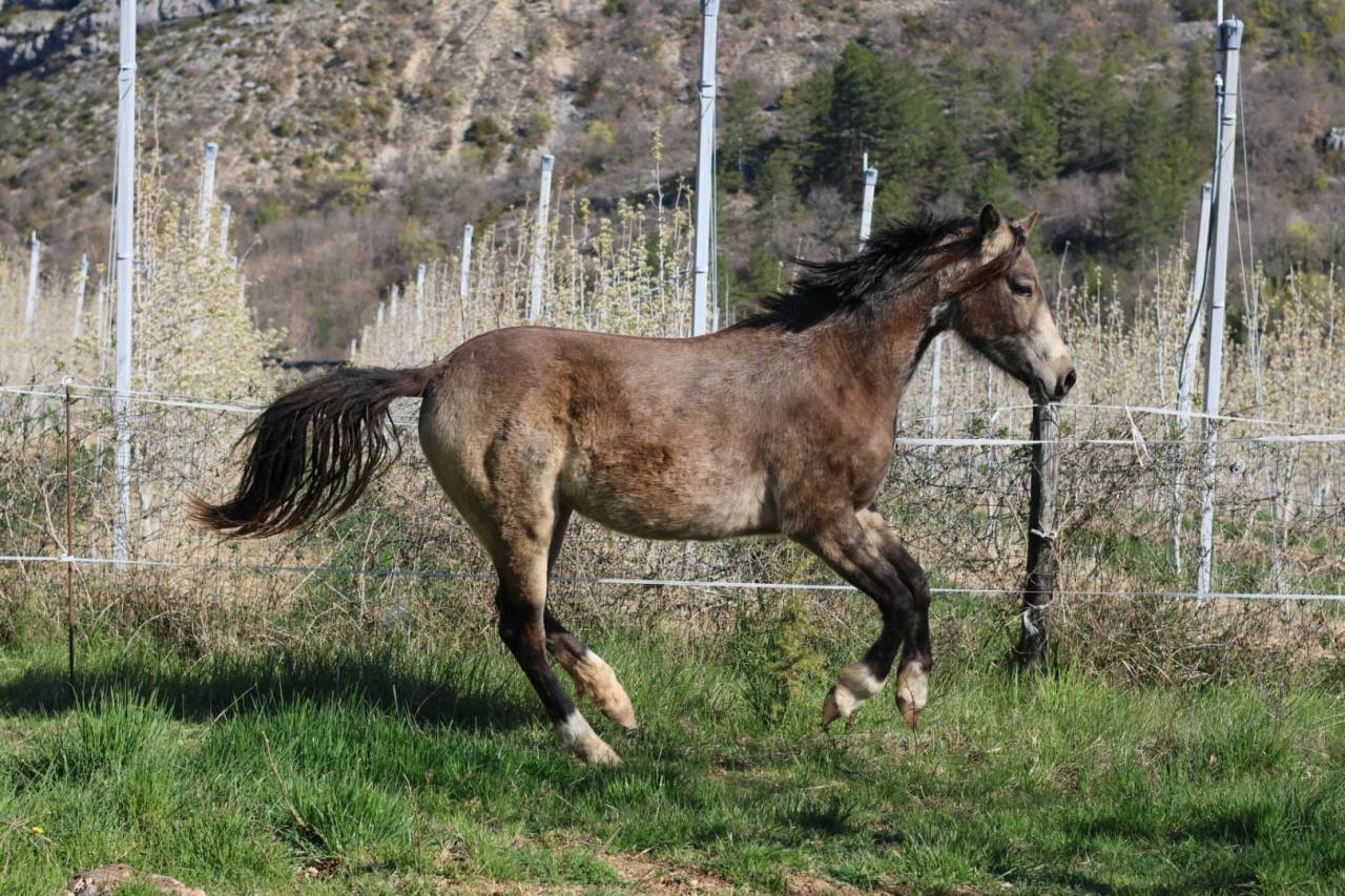 Merrie Franse rijpony PFS Te koop 2024 Isabel