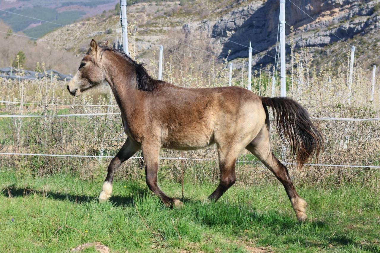 Merrie Franse rijpony PFS Te koop 2024 Isabel