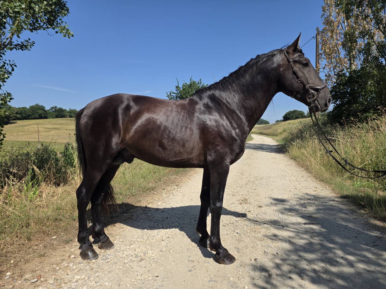 Hengst PRE Puur Ras Spaans Te koop 2019 Zwart