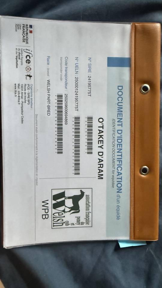 Ruin Welsh Pony (Section B) Te koop 2024 Bont