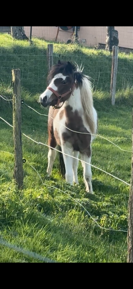 Ruin Welsh Pony (Section B) Te koop 2024 Bont