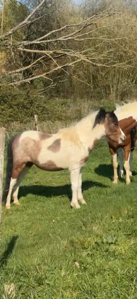 Ruin Welsh Pony (Section B) Te koop 2024 Bont