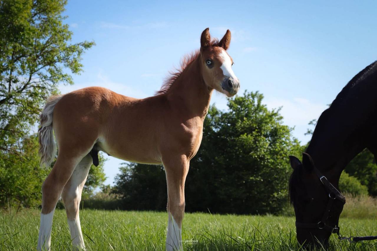 Veulen (ml) Franse rijpony PFS Te koop 2026 Vos ,  Blue tinka Tilia