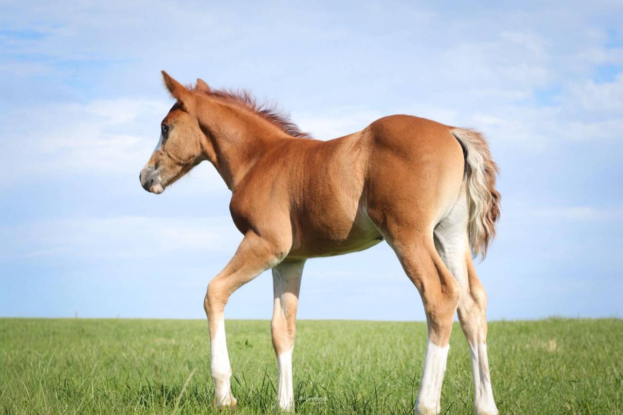 Veulen (ml) Franse rijpony PFS Te koop 2026 Vos ,  Blue tinka Tilia
