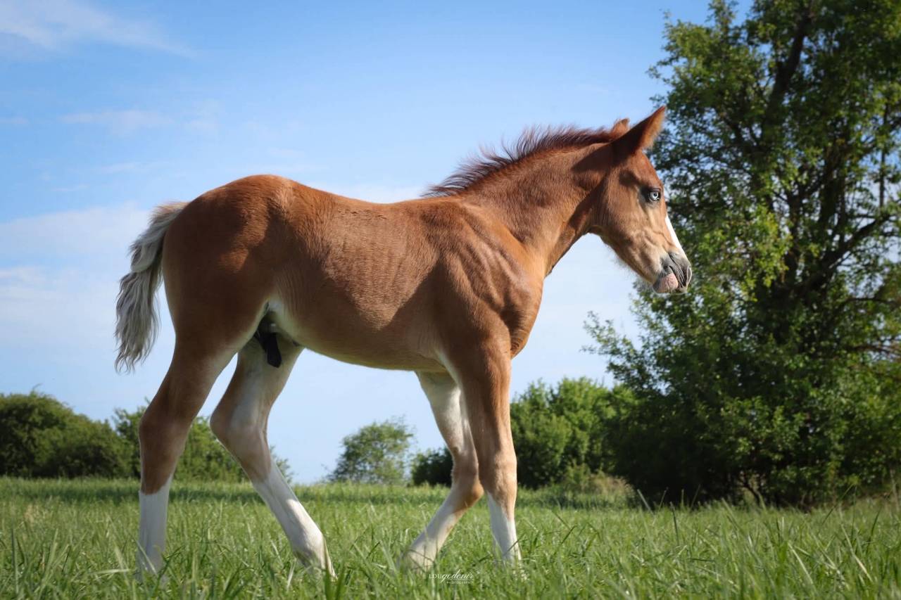 Veulen (ml) Franse rijpony PFS Te koop 2026 Vos ,  Blue tinka Tilia