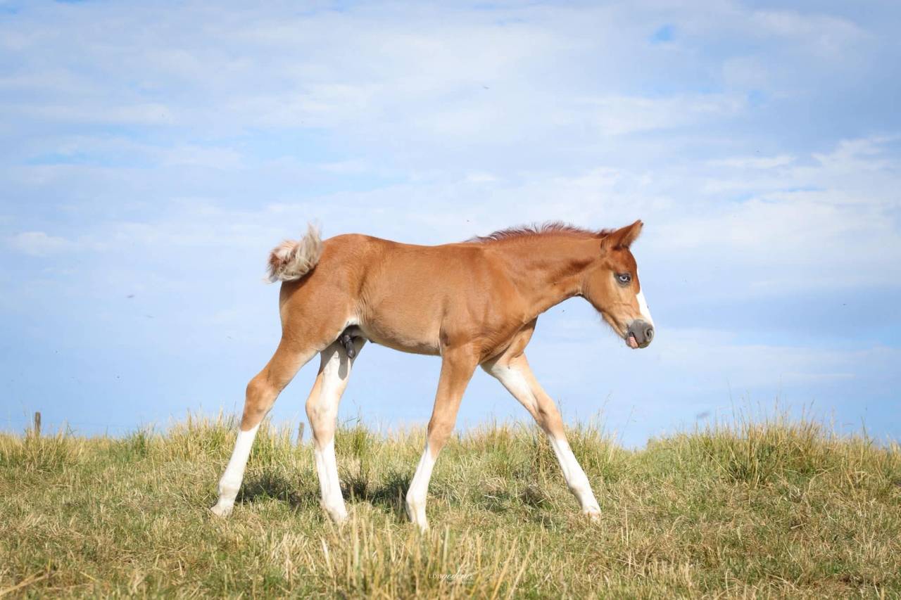 Veulen (ml) Franse rijpony PFS Te koop 2026 Vos ,  Blue tinka Tilia