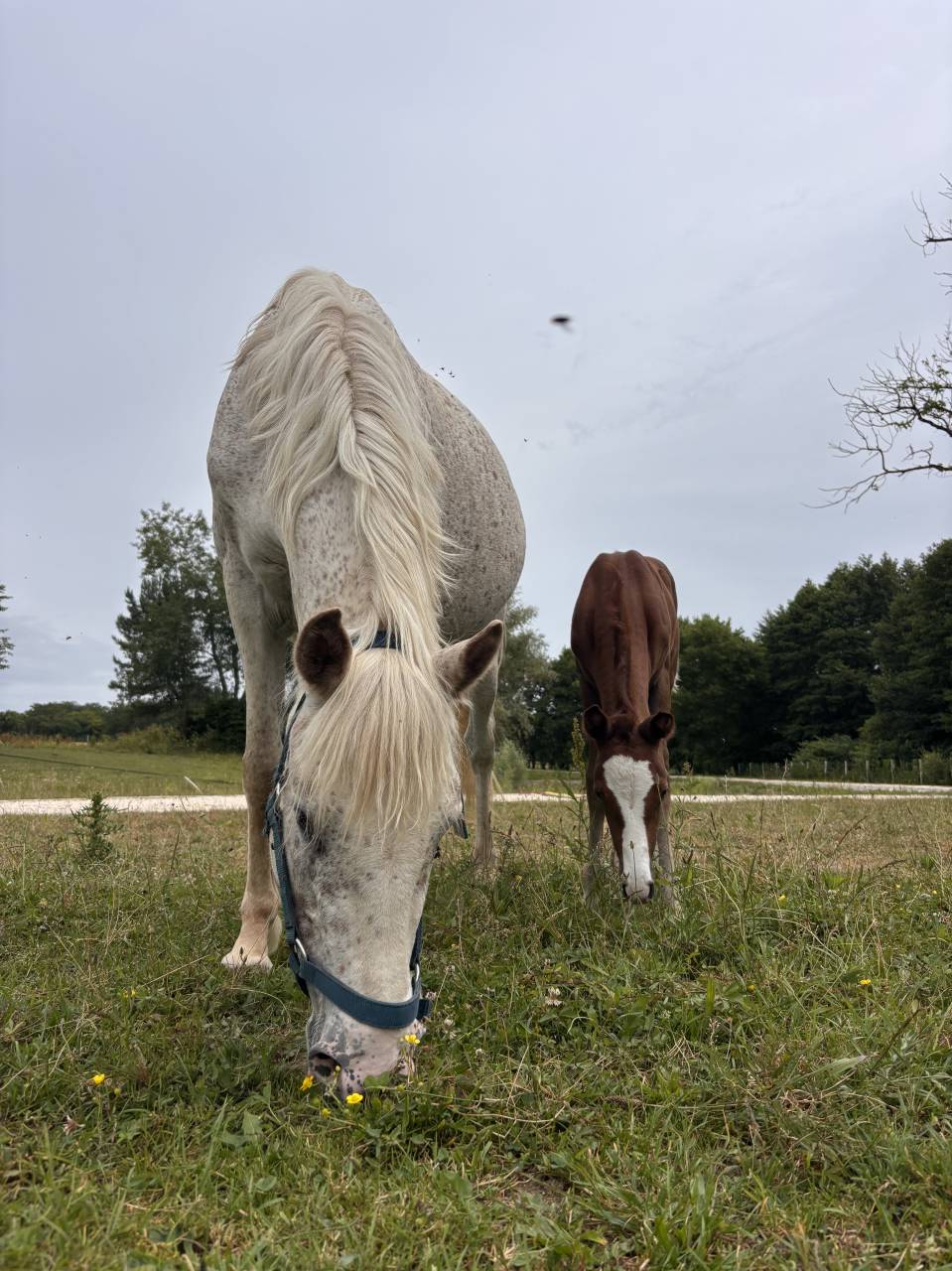 Draagmerrie Welsh Partbred Te koop 2017 Schimmel