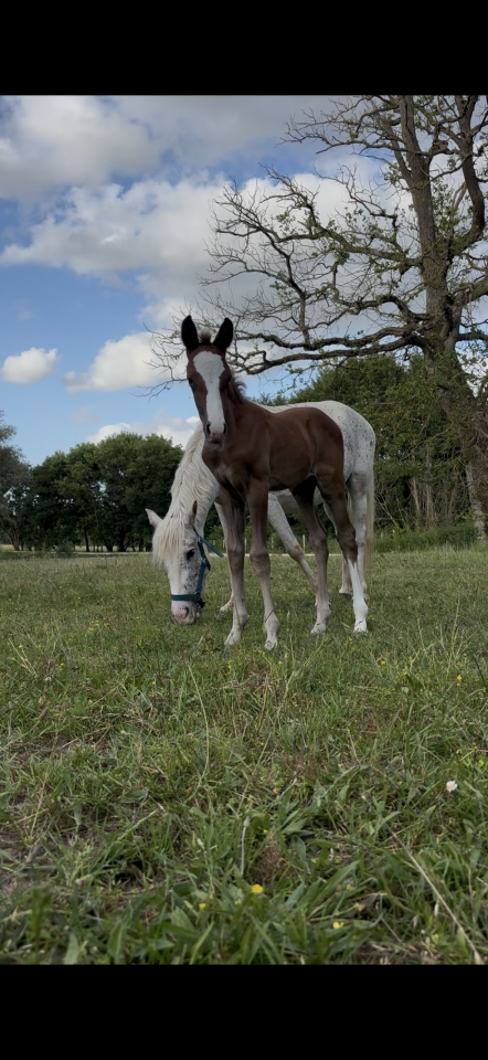 Draagmerrie Welsh Partbred Te koop 2017 Schimmel