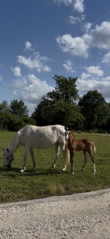 Draagmerrie Welsh Partbred Te koop 2017 Schimmel