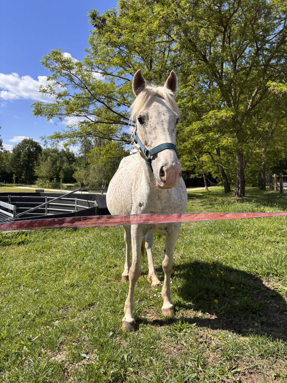 Draagmerrie Welsh Partbred Te koop 2017 Schimmel