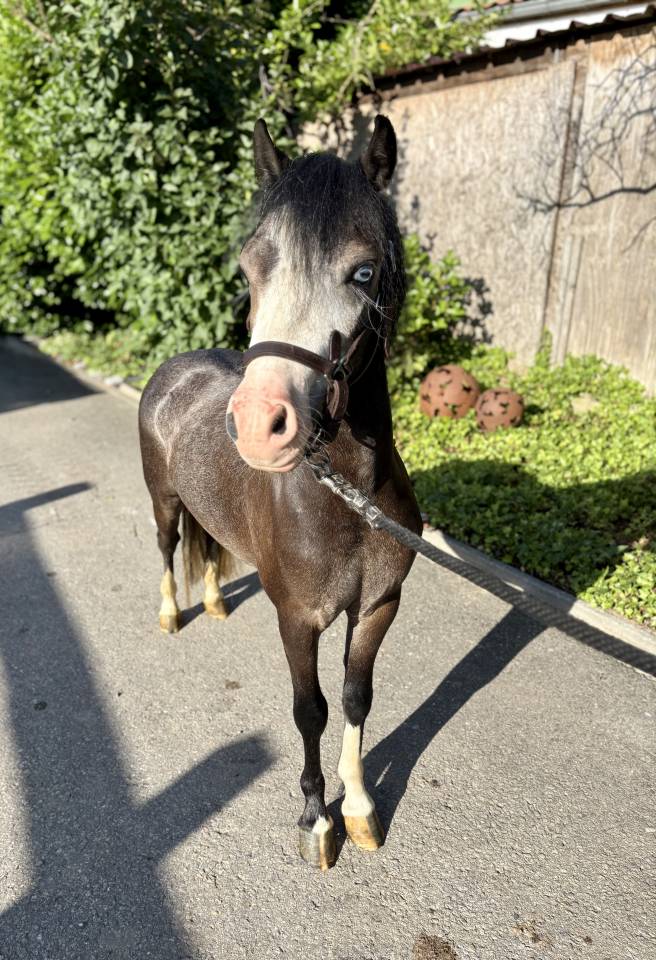 Ruin Welsh Pony (Section B) Te koop 2024 Bruinroan